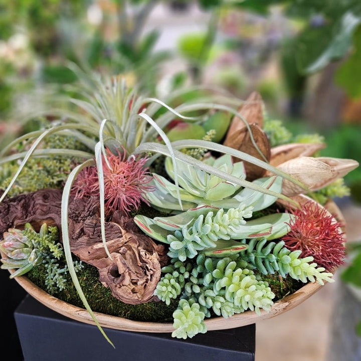Tillandsia with Succulents, Wood Fragment and Sora Pods in Natural Wood Low Bowl 10"H - LDF Silk