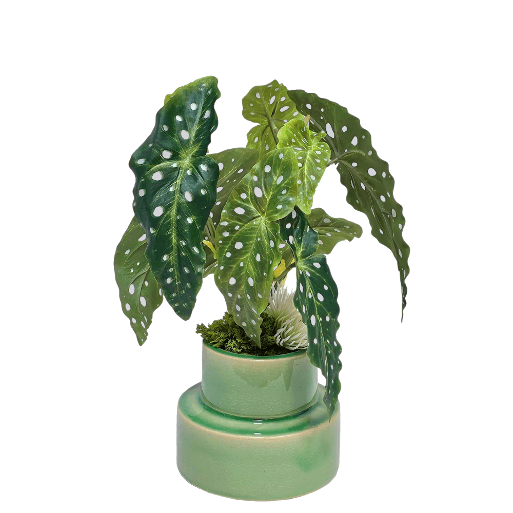 Trout Begonia in Glazed Ceramic 14"H X 9"DIA - LDF Silk
