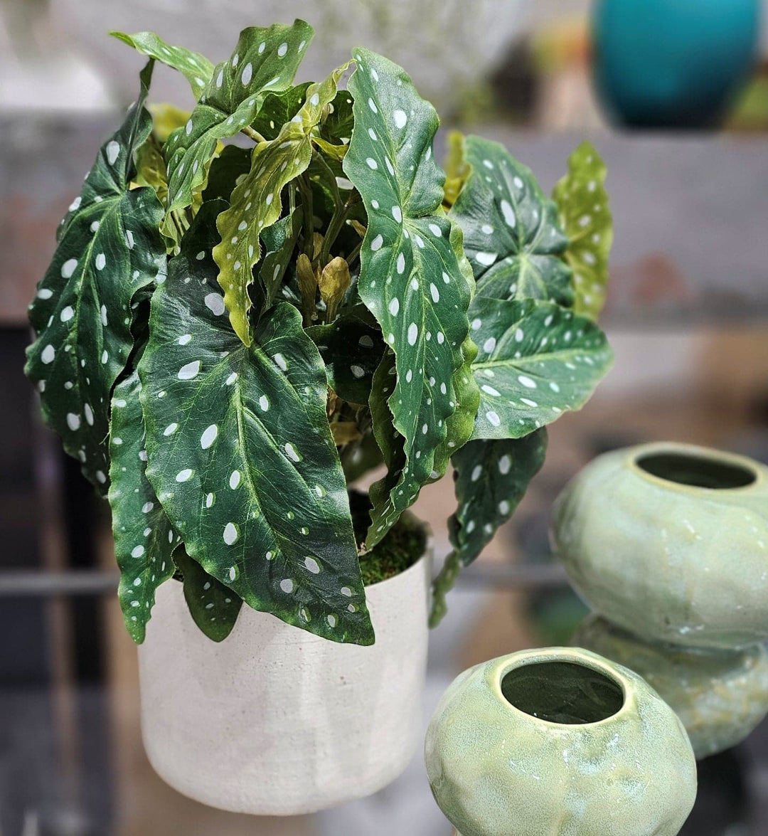 Trout Begonia in Round Ceramic FH: 15" - LDF Silk