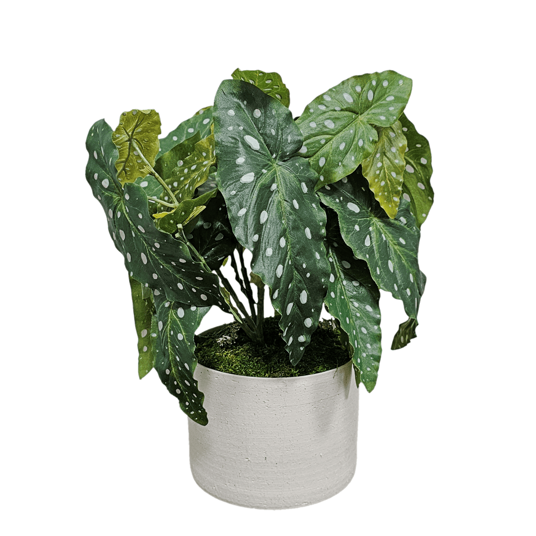 Trout Begonia in Round Ceramic FH: 15" - LDF Silk