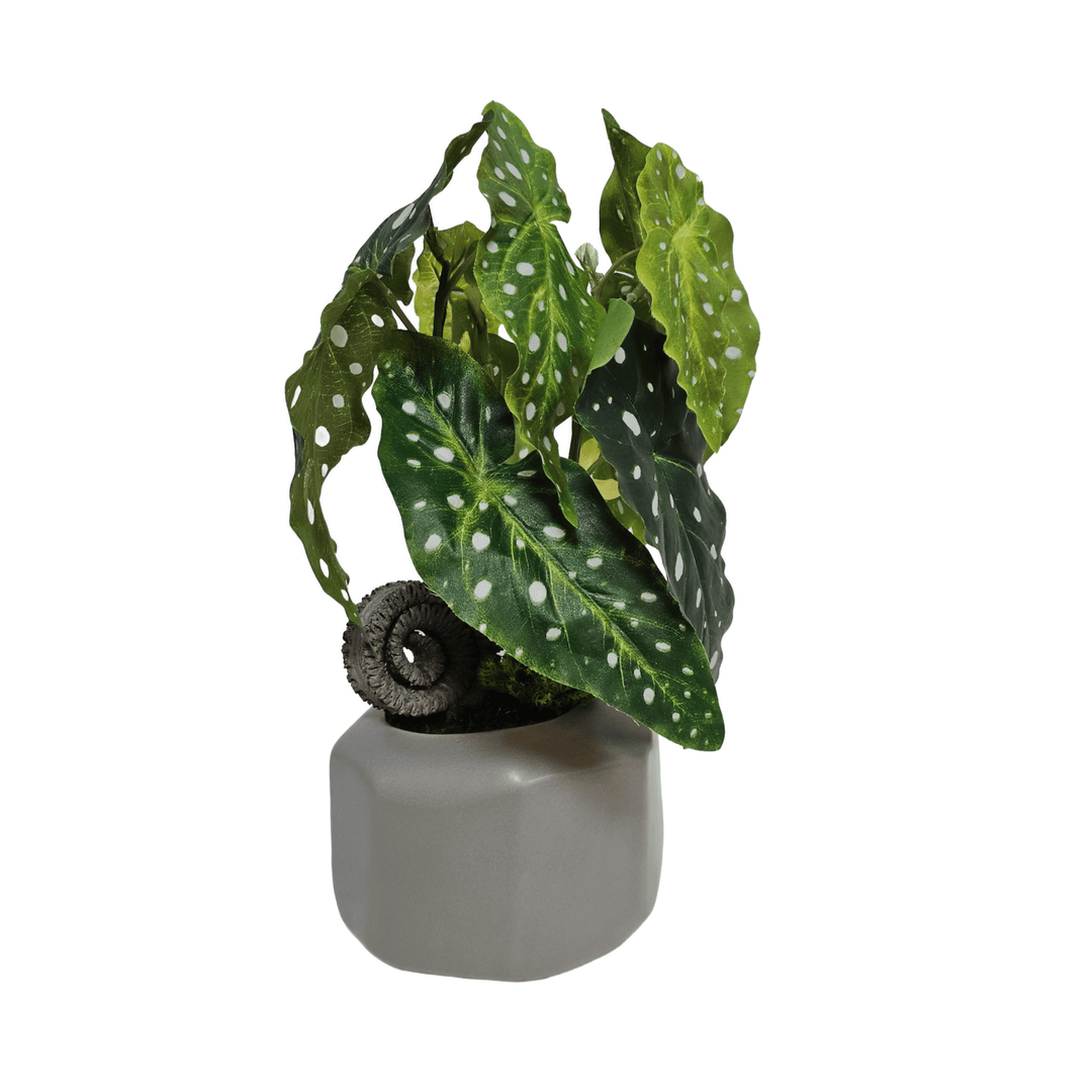 Trout Begonia with Rams Horn in Geometric Ceramic 15"H - LDF Silk