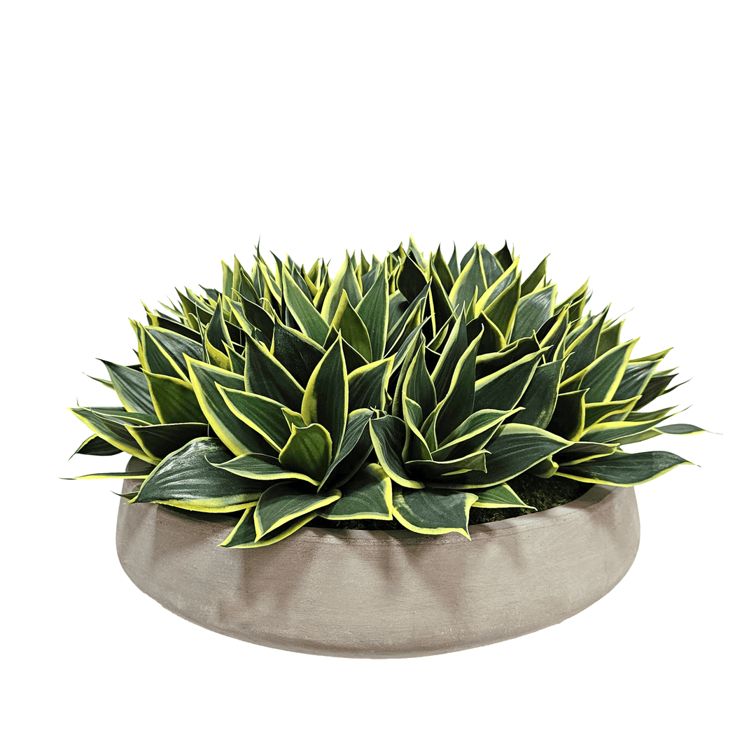 Variegated Snake Plant in Concrete Bowl 14"H - LDF Silk