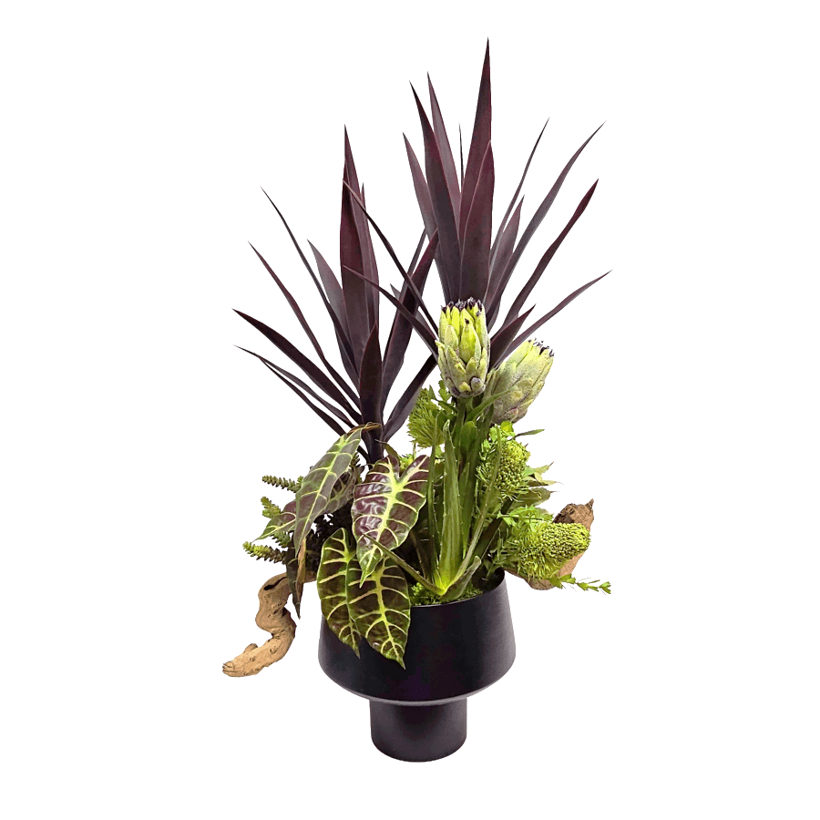 Yucca, Banksia, Agave, Protea, Mixed Succulents, Grape wood, Elephant Ear Bush, and Aloe in Cachepot 40"H x 26"W x 20"D - LDF Silk
