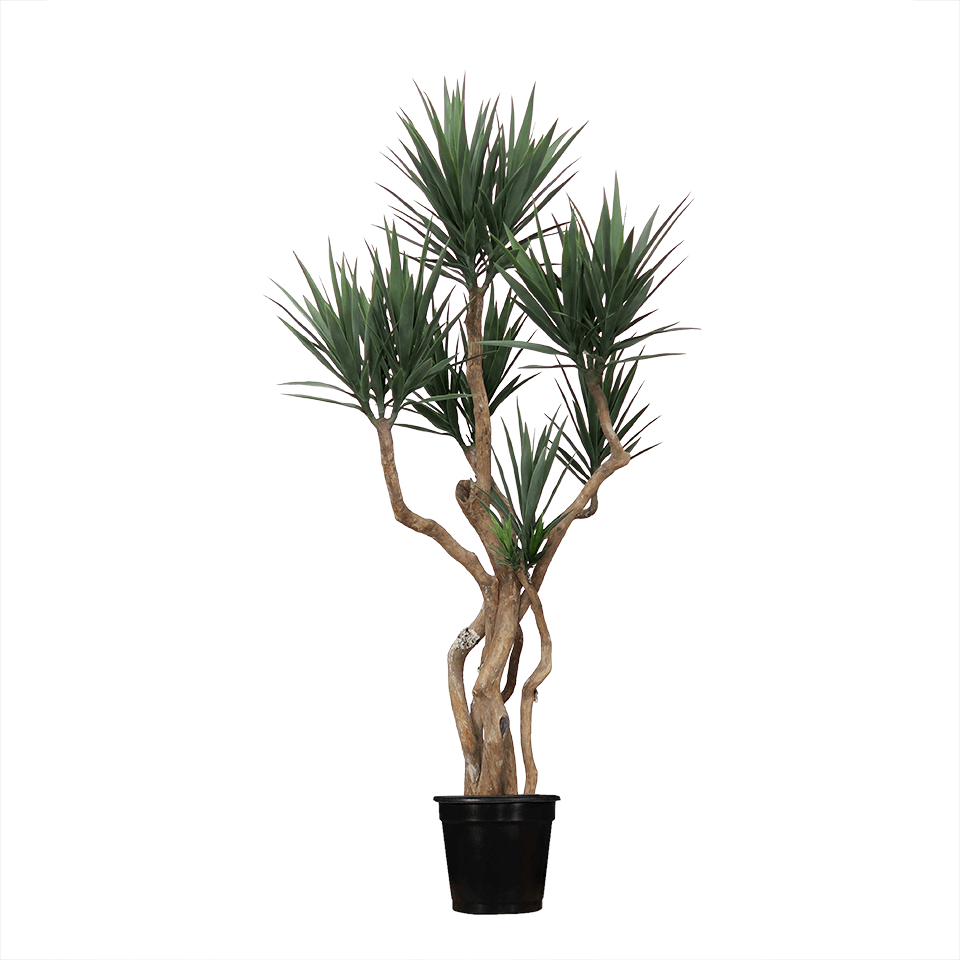 Yucca Heads on Large Dragonwood Trunks in Growers Pot - Various Sizes Available - LDF Silk