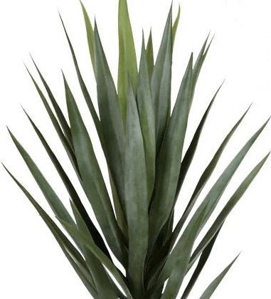 Yucca Heads on Large Dragonwood Trunks in Growers Pot - Various Sizes Available - LDF Silk