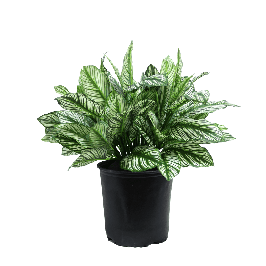 Zebra Plant in Grow Pot 24"H - LDF Silk