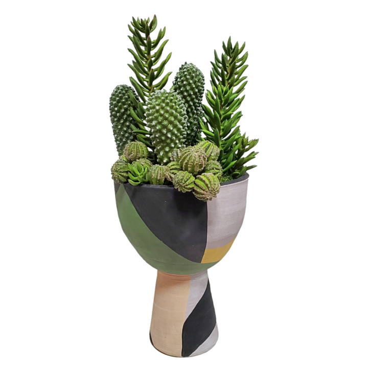 Mixed Cacti with Senecio in Container 26"H