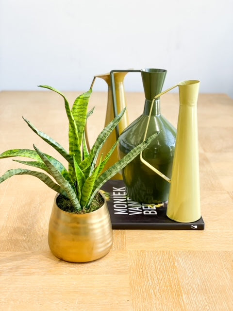 Sansevieria in Pot