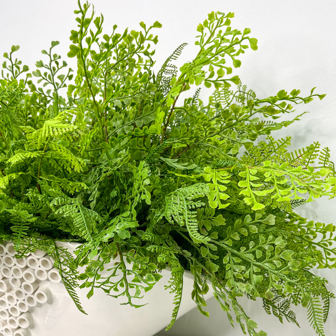 Ferns in Bowl