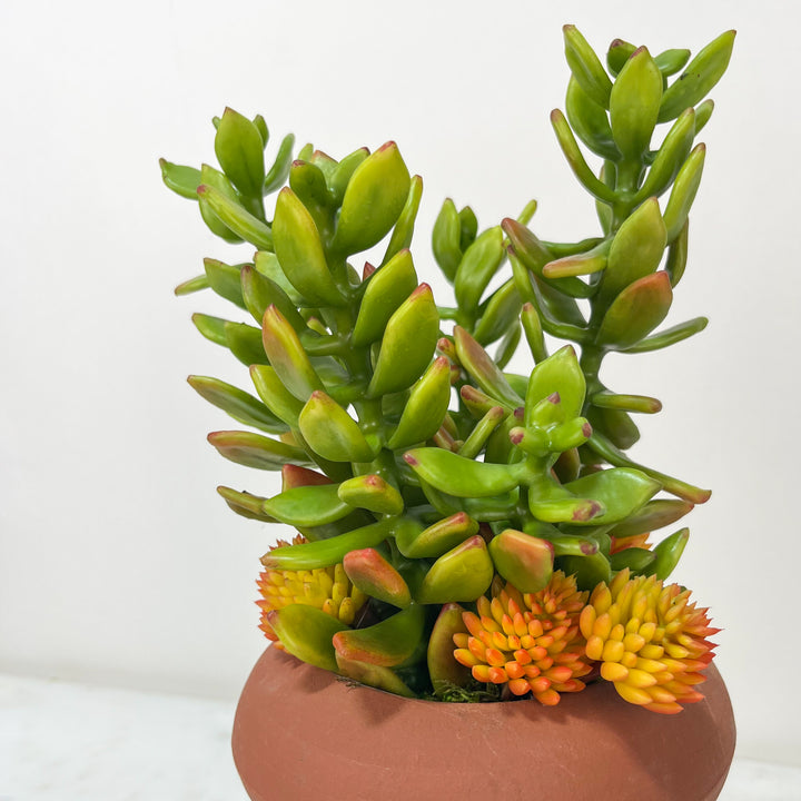 Succulents in Vase