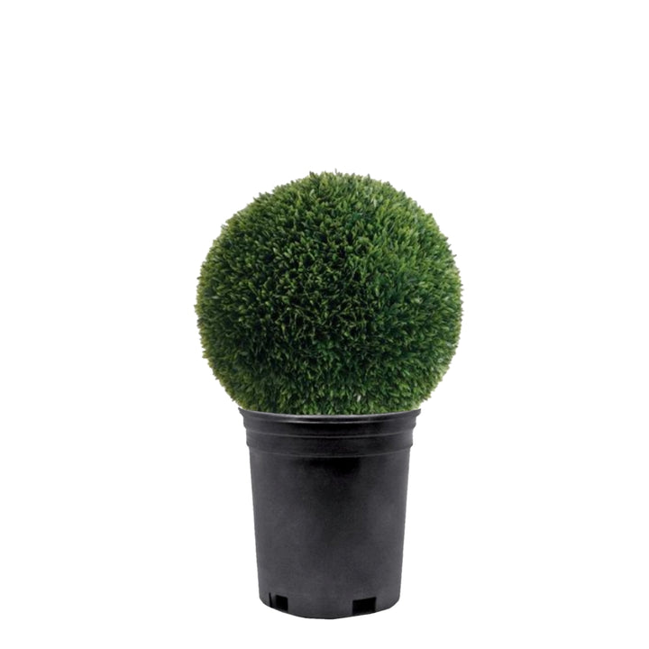 Outdoor Tea Leaf Ball in Growers Pot Available in Various Sizes
