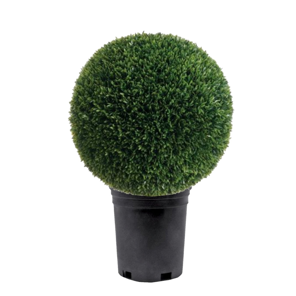 Outdoor Tea Leaf Ball in Growers Pot Available in Various Sizes