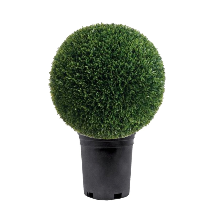 Outdoor Tea Leaf Ball in Growers Pot Available in Various Sizes