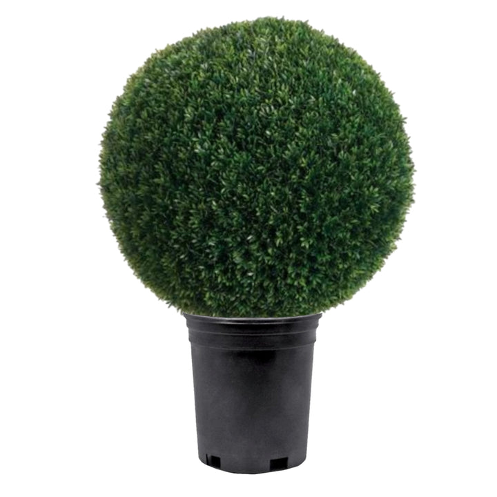 Outdoor Tea Leaf Ball in Growers Pot Available in Various Sizes