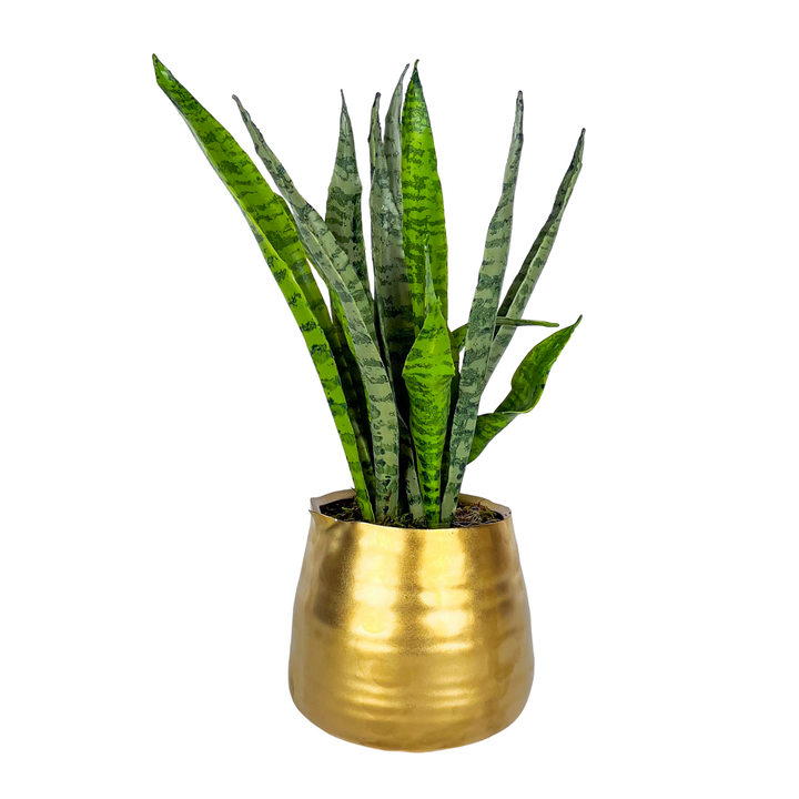 Sansevieria in Pot