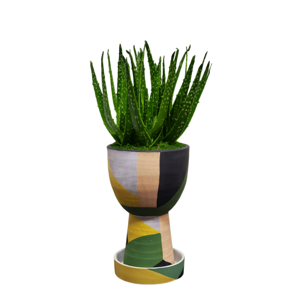 Aloe in Container. 20"H - LDF Silk
