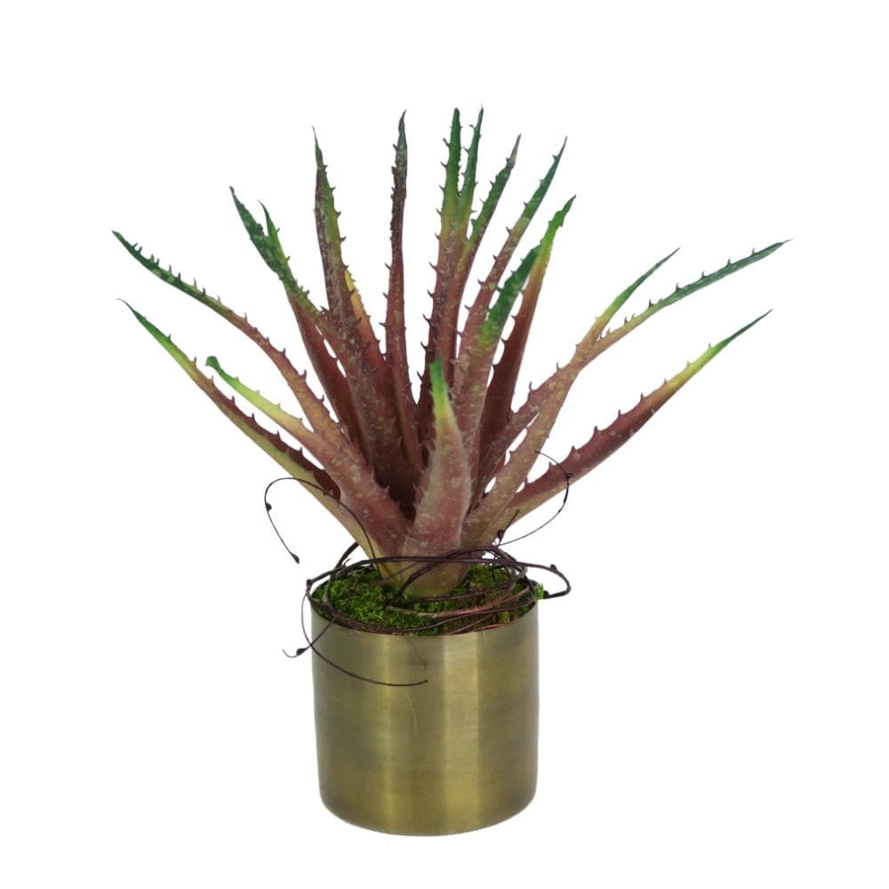 Aloe with Moss in Container 10"H - LDF SilkSucculent