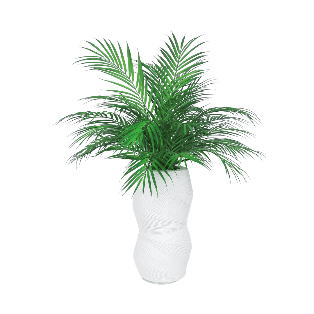 areca palm products Areca Palm in Ceramic – LDF Silk