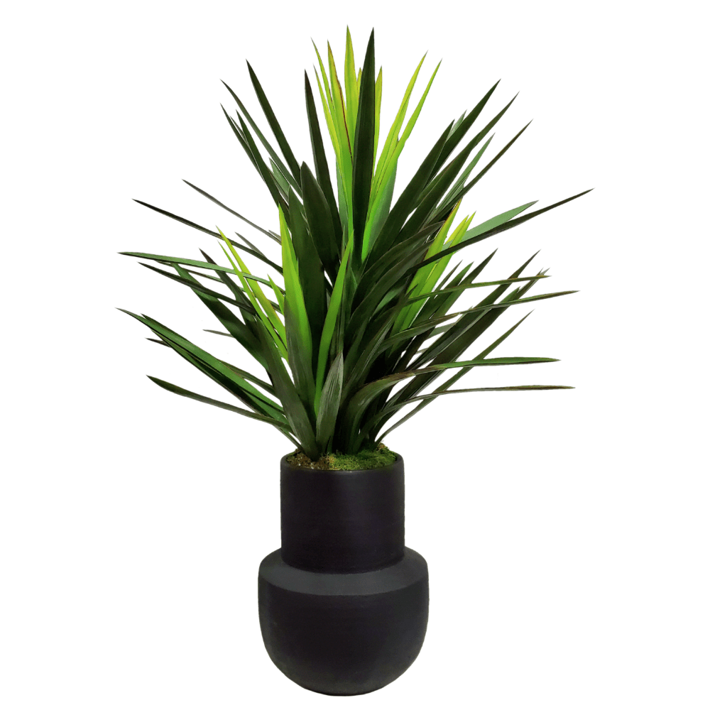 Brazil Yucca in Ceramic 43