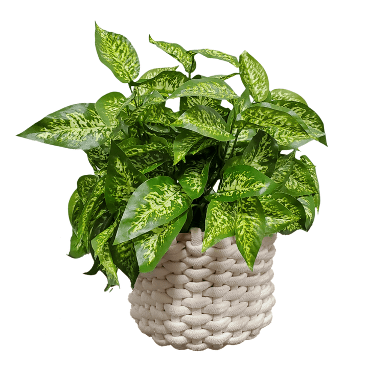 Dieffenbachia with Spanish Moss in Basket 16"H - LDF Silk