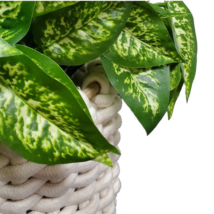 Dieffenbachia with Spanish Moss in Basket 16"H - LDF Silk