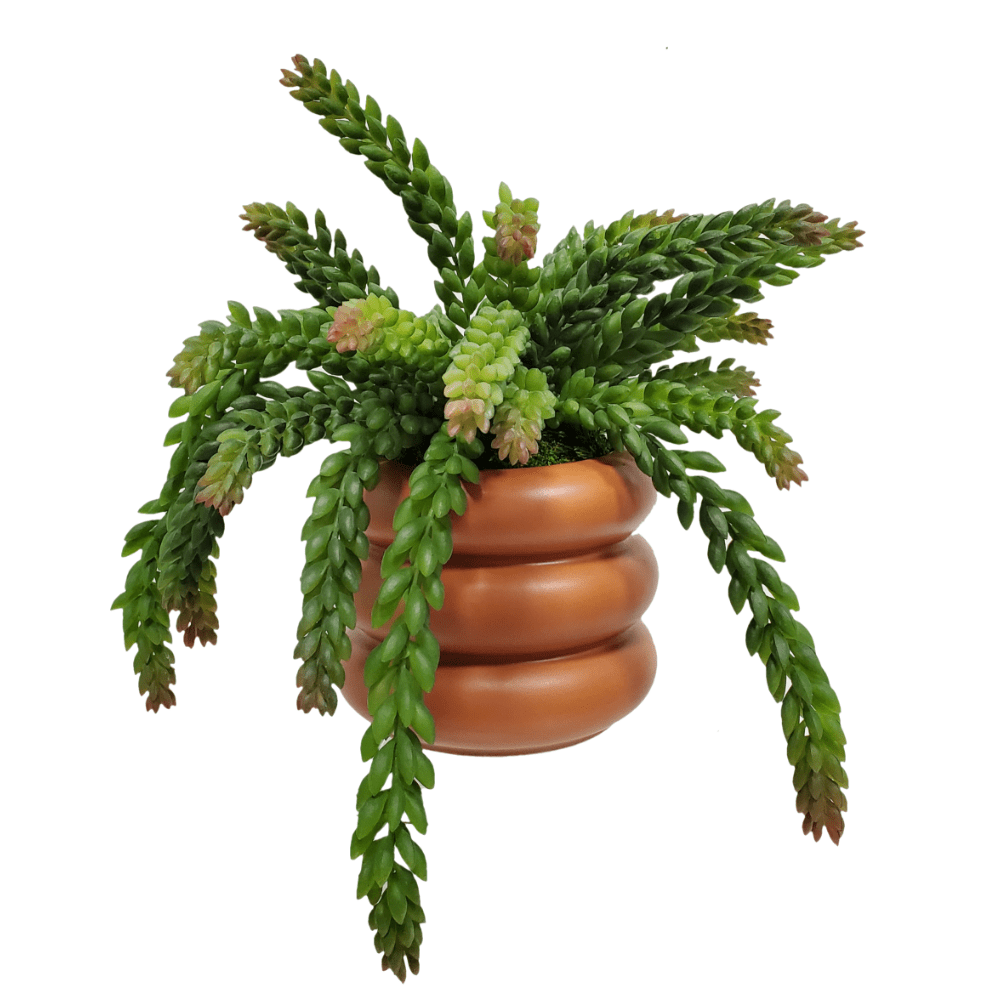 Donkey Tail Succulents in Container 11"H - LDF Silk