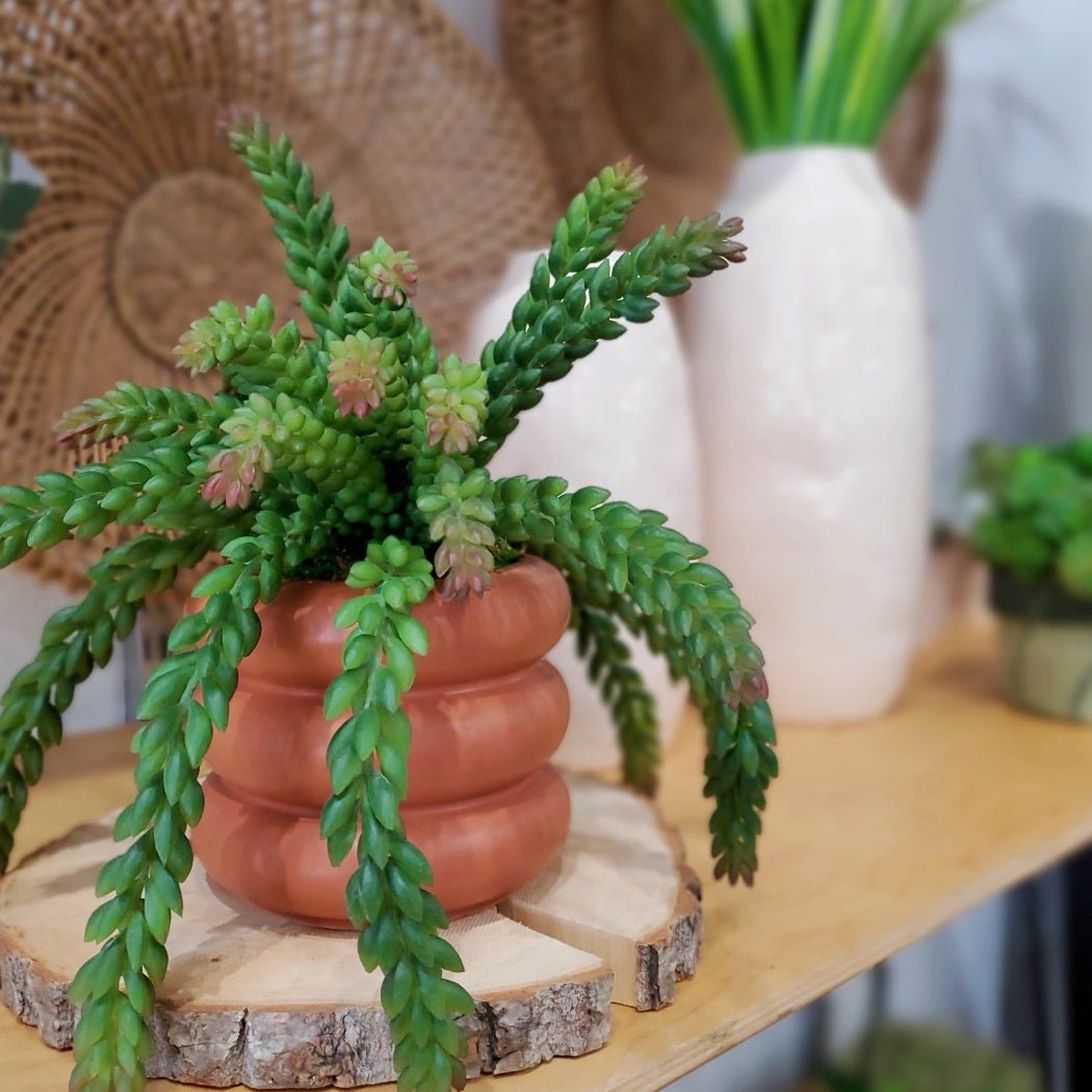 Donkey Tail Succulents in Container 11"H - LDF Silk