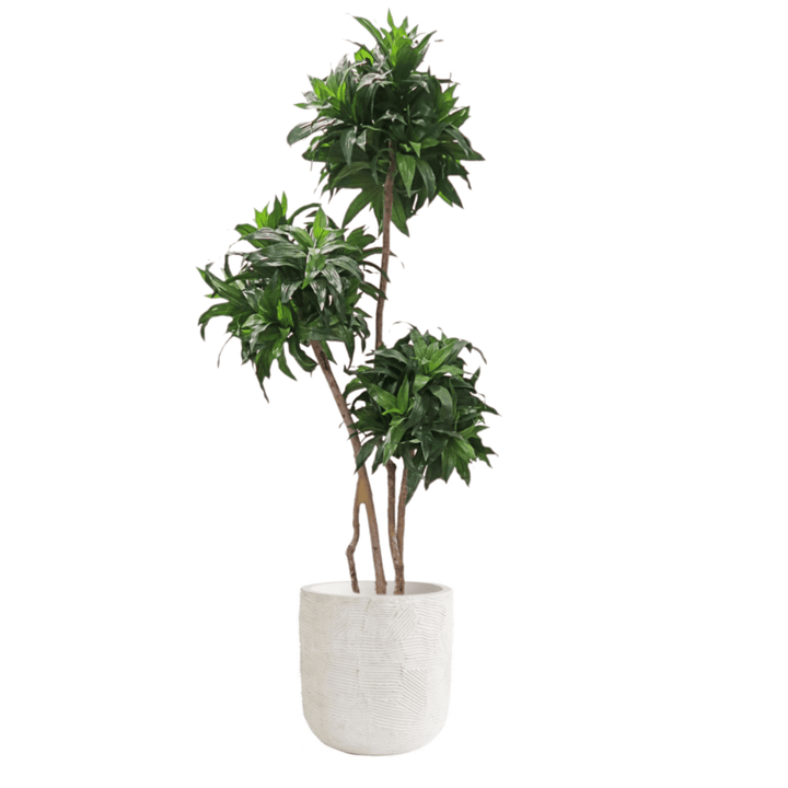 Dracaena Fragrans Plant in Outdoor Planter with Spanish Moss 64"H - LDF Silk