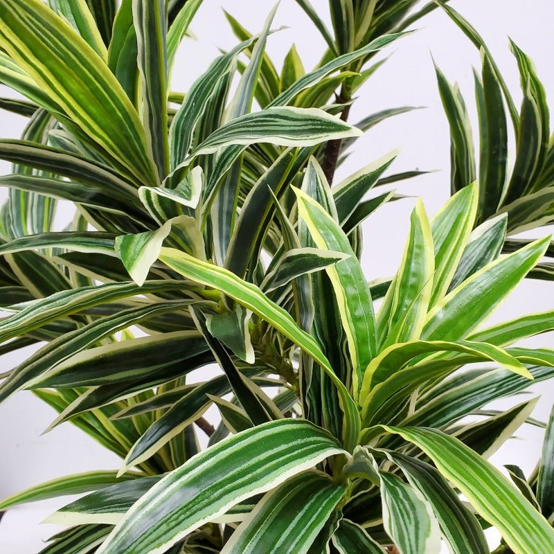 Dracaena Plant in Floor Planter - LDF Silk