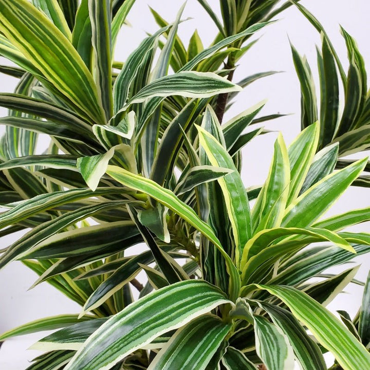 Dracaena Plant in Floor Planter - LDF Silk