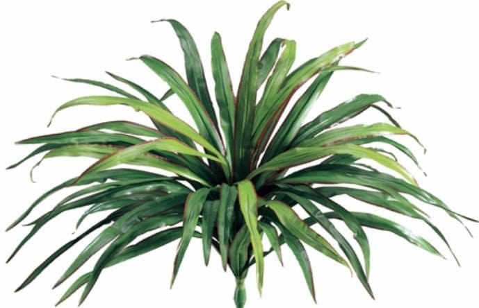 Dracaena Tree with Curled Leaves on Natural Dragonwood Trunks - Various Sizes Available - LDF SilkArtificial Flora
