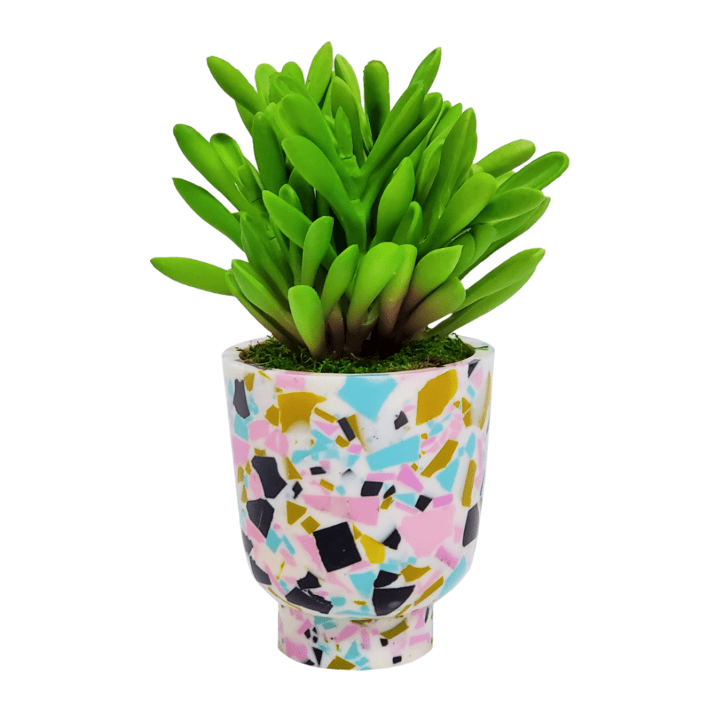 Finger Succulent in Container. FH: 8"H - LDF Silk