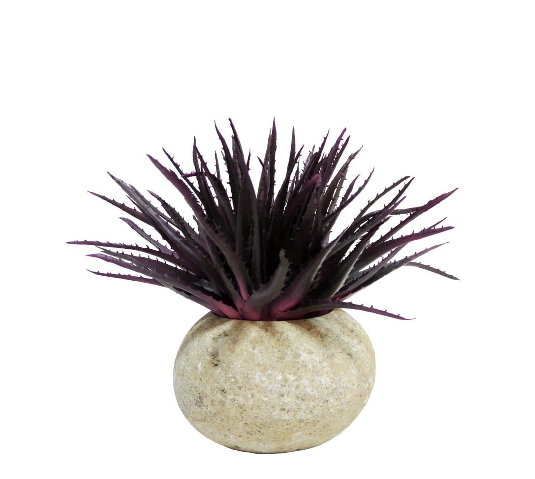 Purple Aloe in River Stone Pot