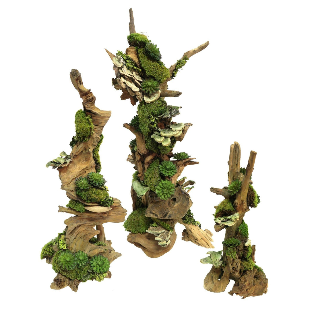 Succulents with Mushrooms and Moss on Driftwood - Large Size