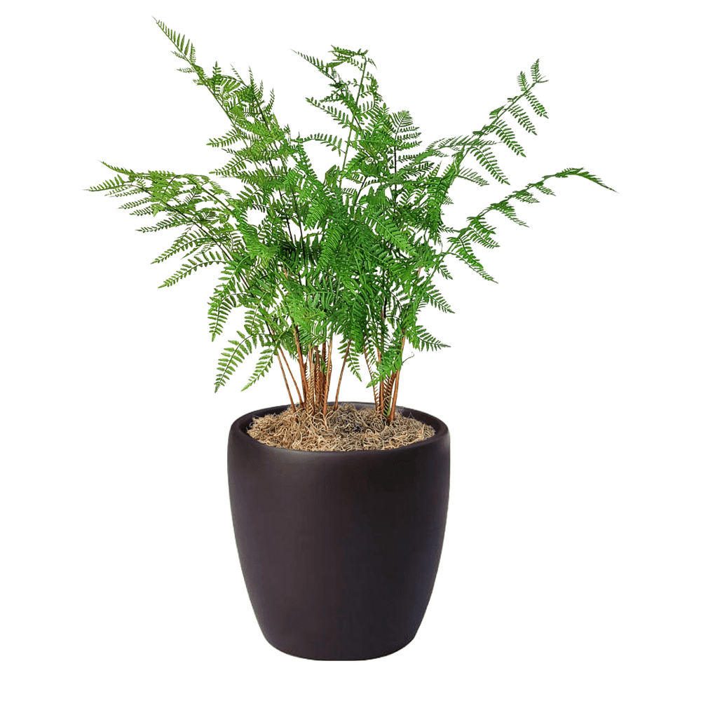 Forest Fern in Pot - LDF Silkplants