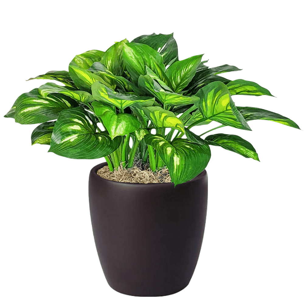 Hosta Plant in Pot - LDF Silkplants
