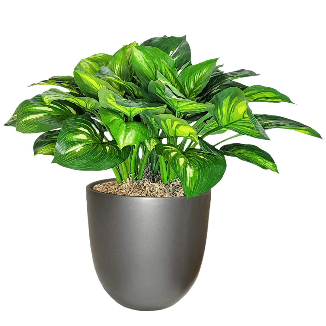 hosta plant in a pot Hosta Plant in Pot – LDF Silk