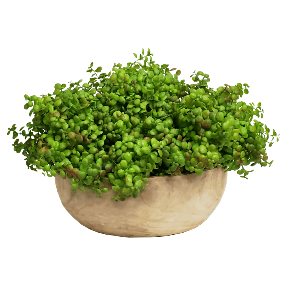 silk jade plant Jade Plants in Bowl 14"H