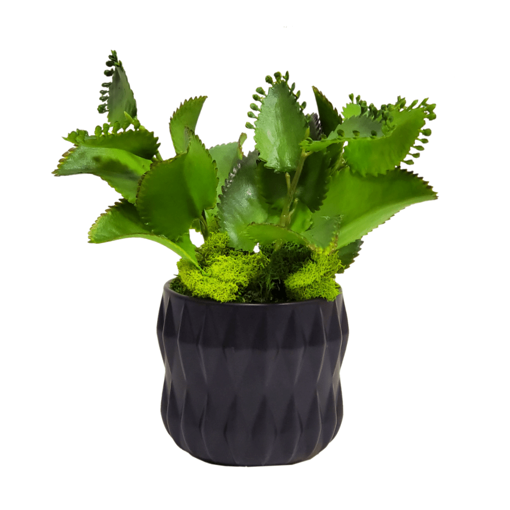 Kalanchoe with Reindeer Moss in Ceramic 9"H - LDF Silk