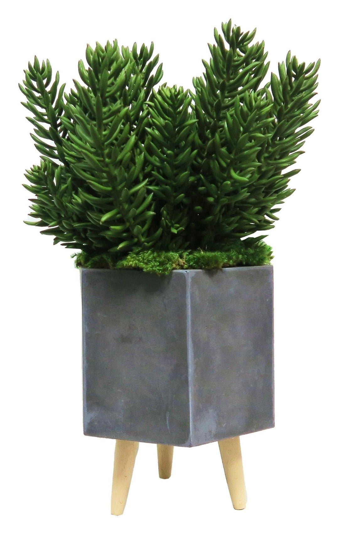 Large Senecio in Planter - LDF Silksucculents