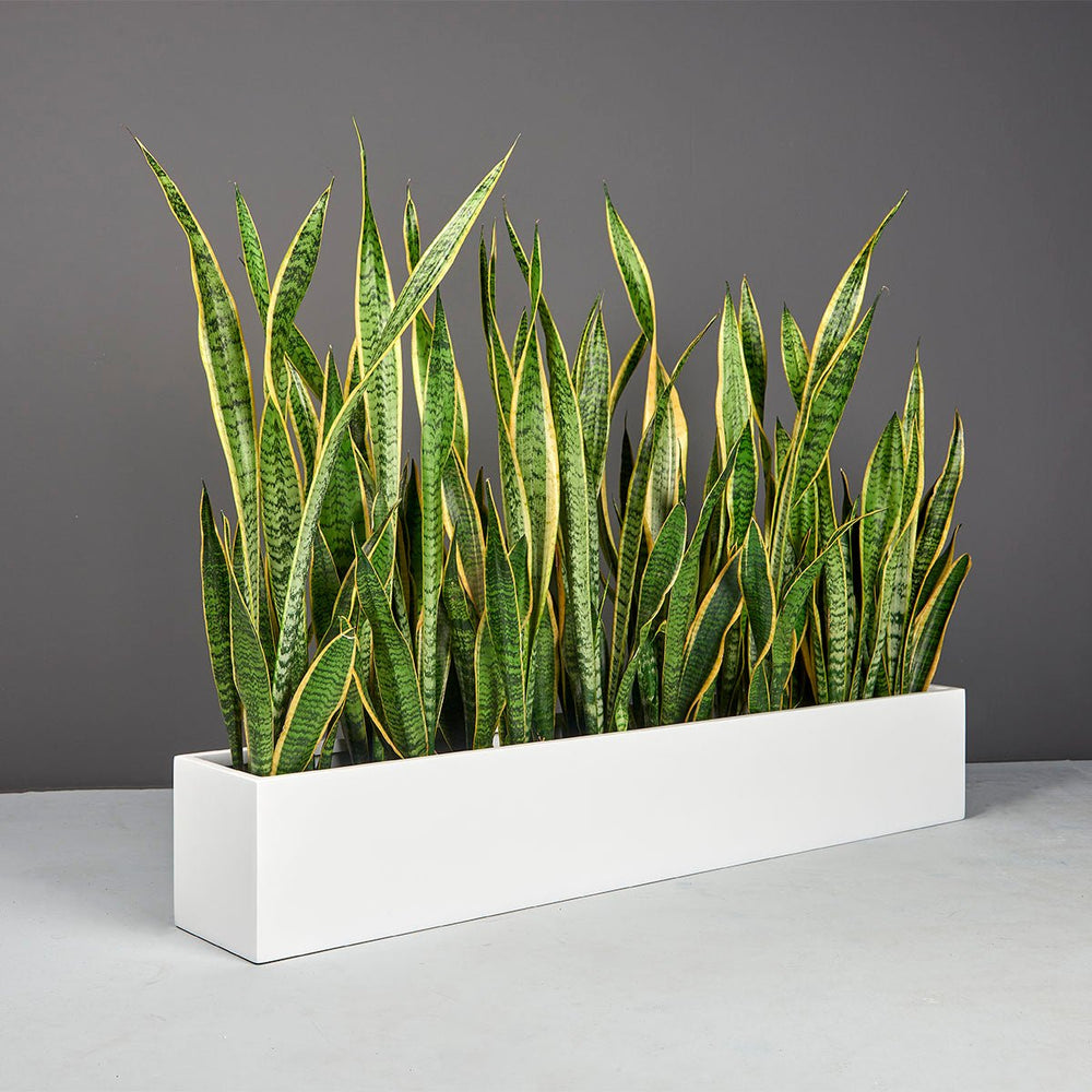 Narrow Rectangular Planter for Indoor and Outdoor Use 7"H - LDF Silkcontainers
