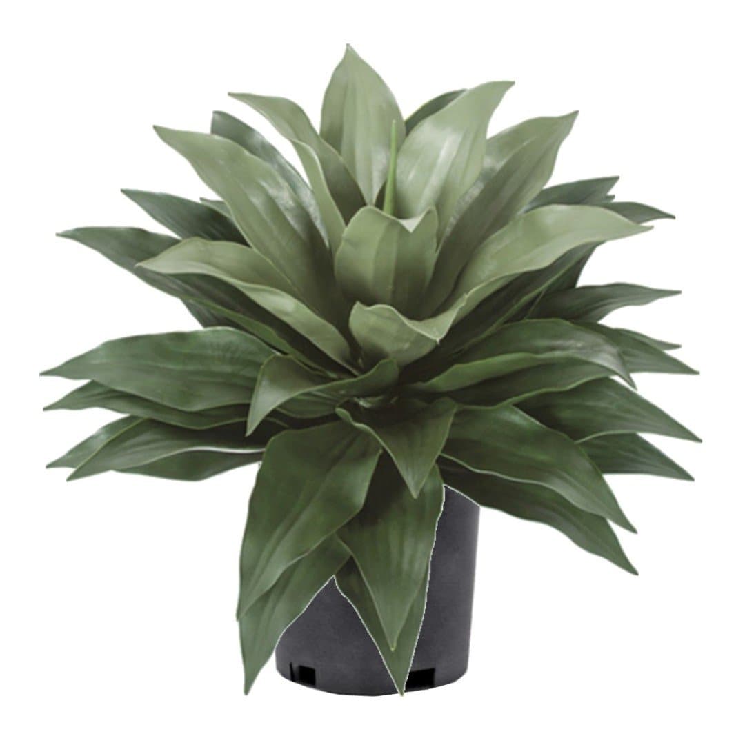 Outdoor Agave in Grow Pot 23"H