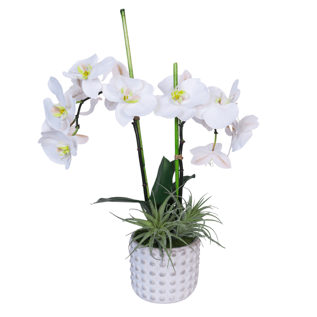 Orchid with Bamboo and Tillandsia in Pot 23"H - LDF SilkHome & Garden