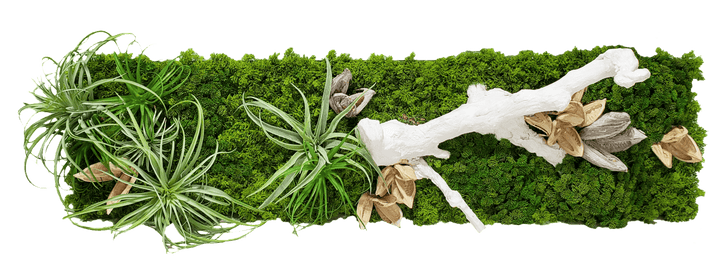 Organic Wall Art with Ghostwood, Star Pods, Tillandsia and Moss 16"H - LDF Silk