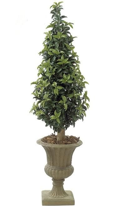 Outdoor Laurel Cone Topiary on Natural Trunk in Growers Pot