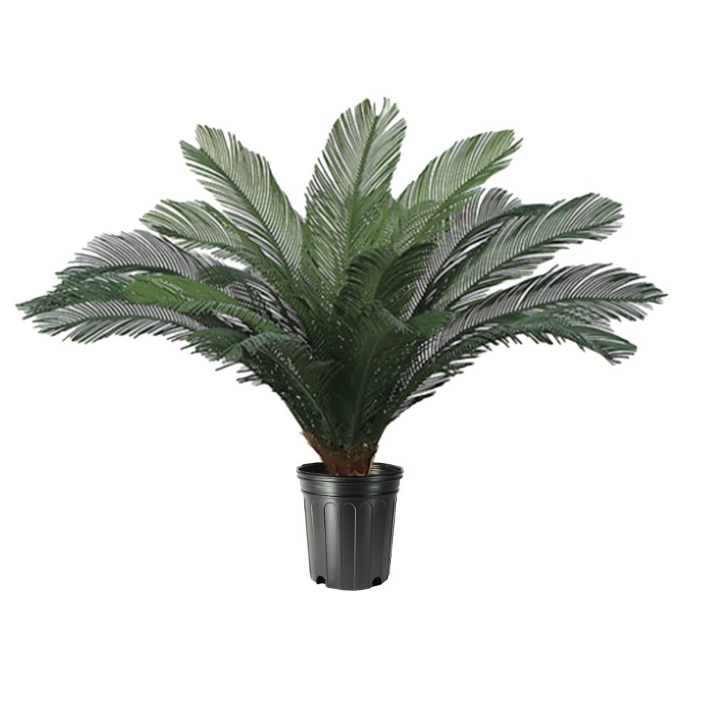 Outdoor Cycas Palm in Growers Pot - Various Sizes Available - LDF Silkplants