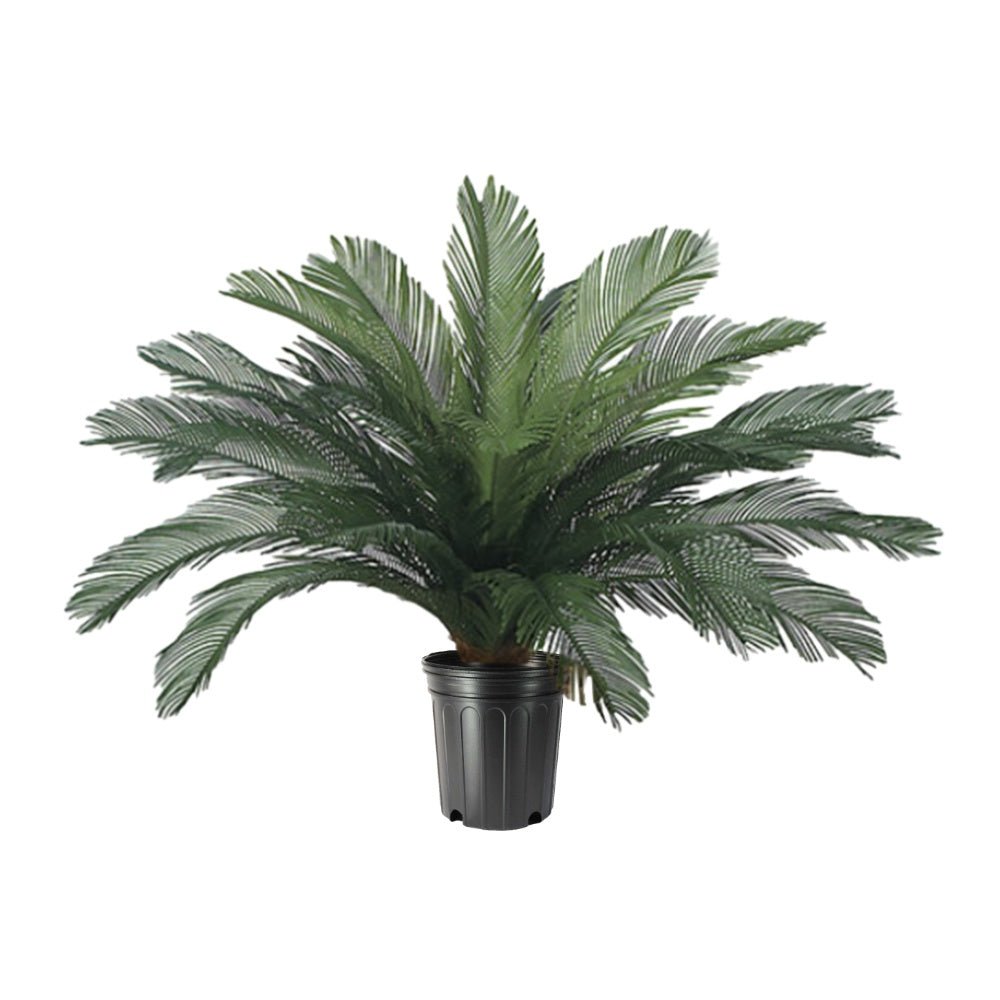 Outdoor Cycas Palm in Growers Pot - Various Sizes Available - LDF Silkplants