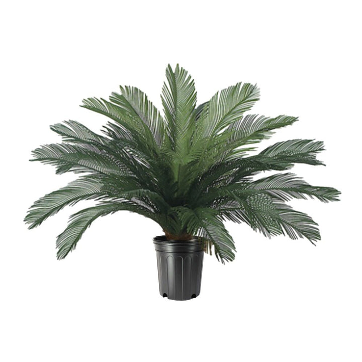 Outdoor Cycas Palm in Growers Pot - Various Sizes Available - LDF Silkplants