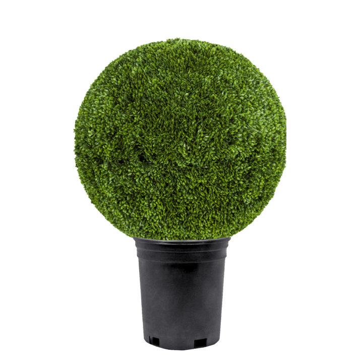 Outdoor Japanese Boxwood Ball - Various Sizes Available - LDF Silk