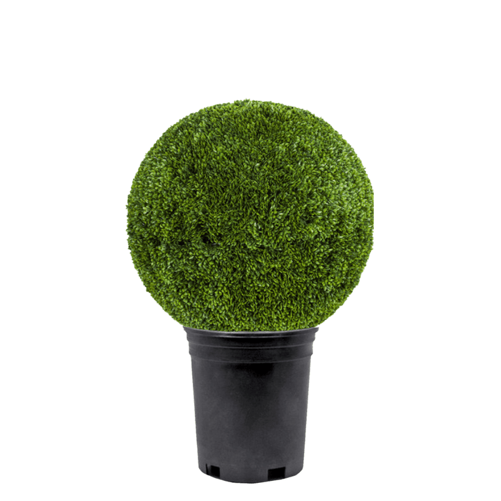 Outdoor Japanese Boxwood Ball - Various Sizes Available - LDF Silk